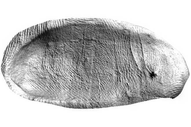 Fingerabdruck in Plastilin 3D image