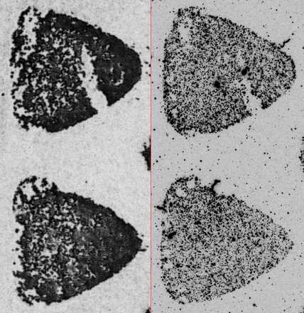 Detailed comparison of direct and lifted shoeprints image