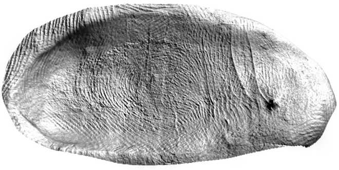 Fingerprint in plasticine in 3D image